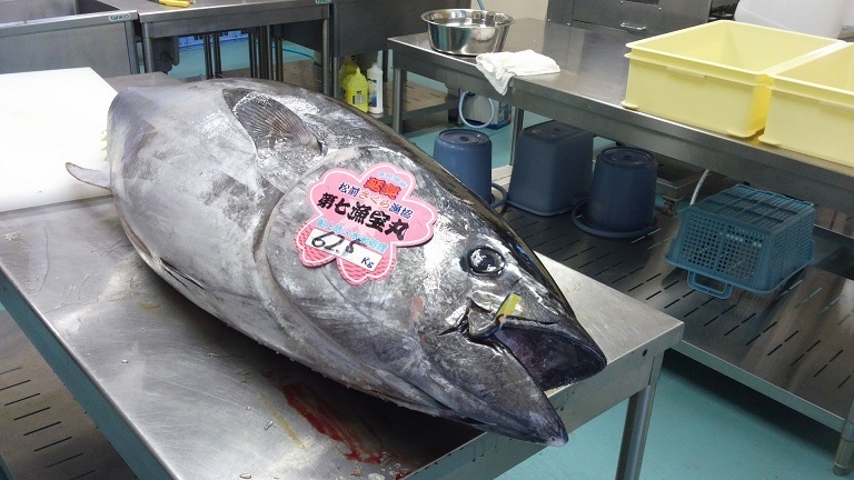 マグロ62.5キロ: 【北海道松前町】高々水産