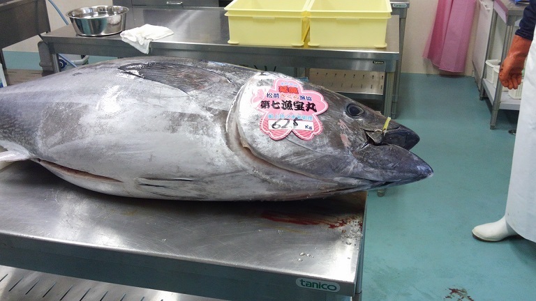 マグロ62.5キロ: 【北海道松前町】高々水産